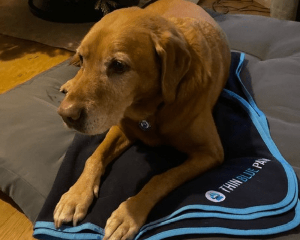 Retired police dog Oscar lays on his Thin Blue Paw blanket
