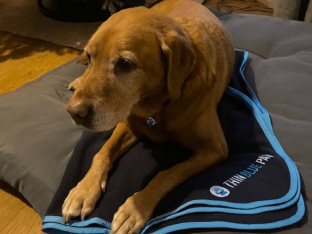 Retired police dog Oscar lays on his Thin Blue Paw blanket