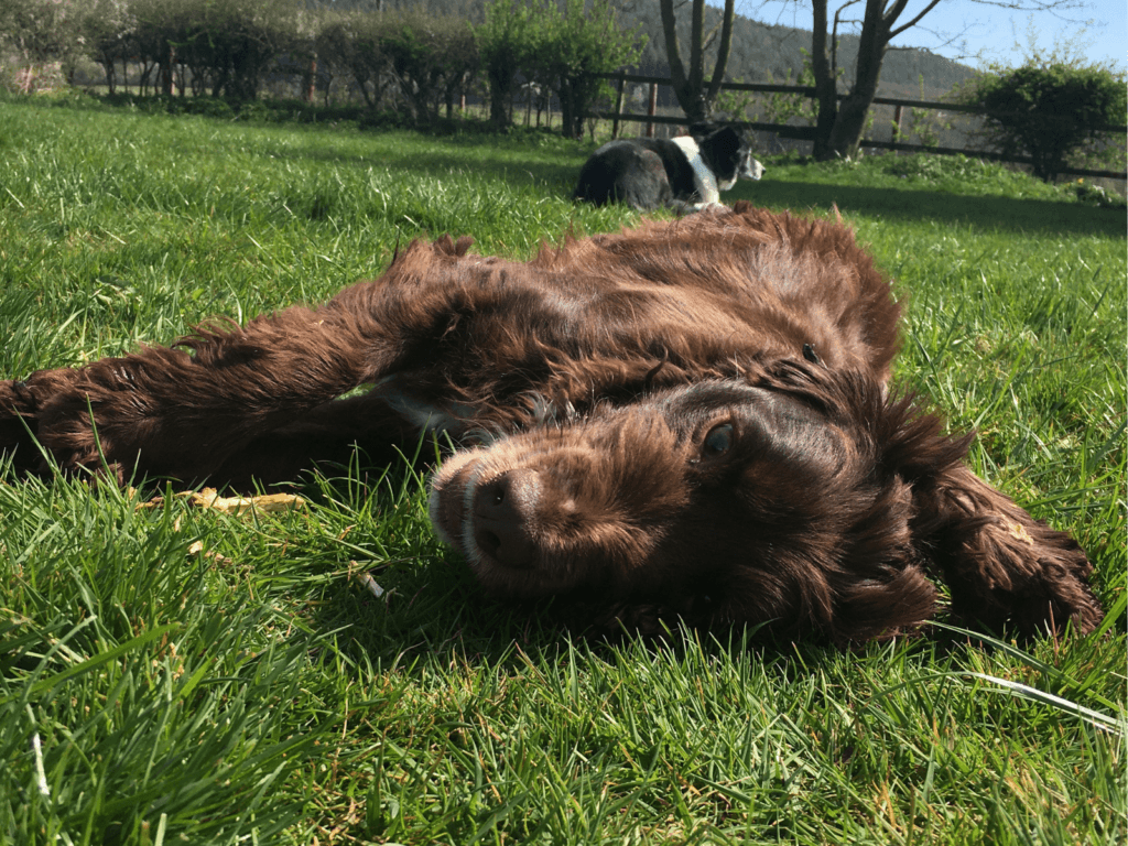 Retired police dog Barney relaxes in the grass