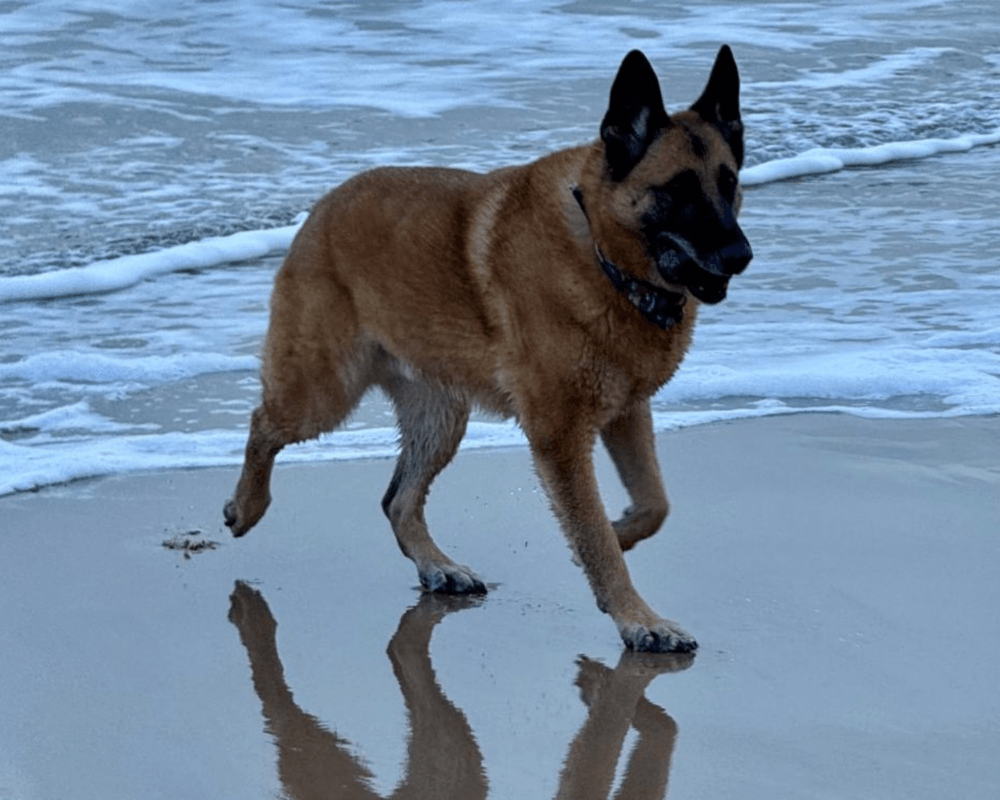 Retired police dog Miky at the beach