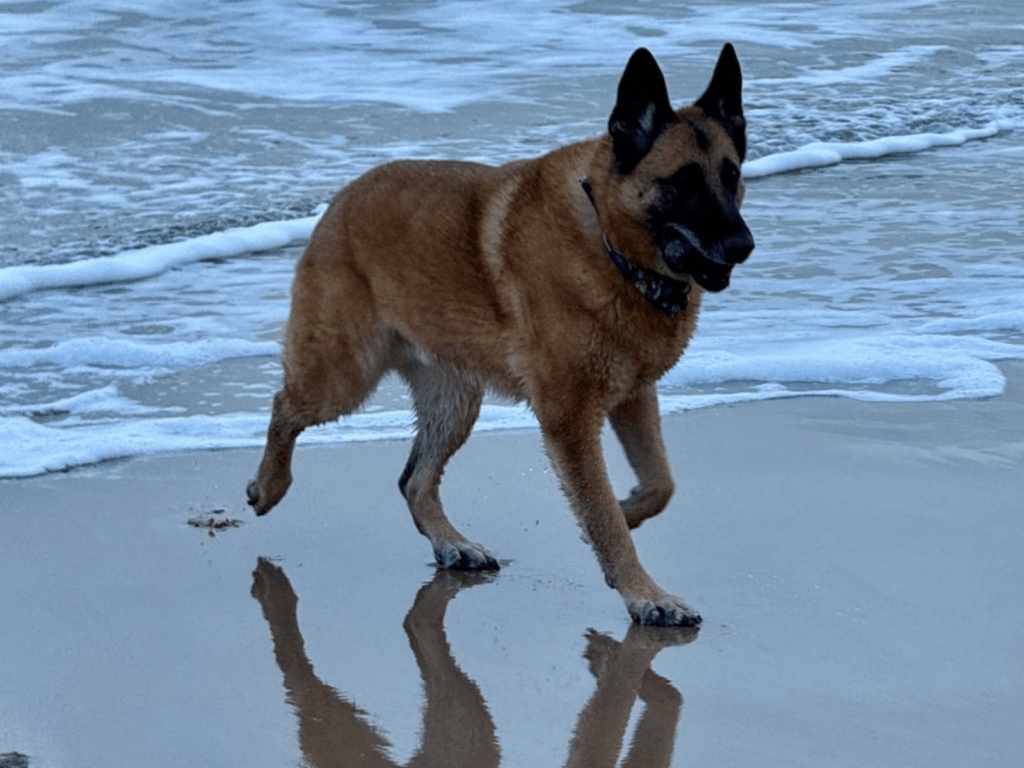 Retired police dog Miky at the beach
