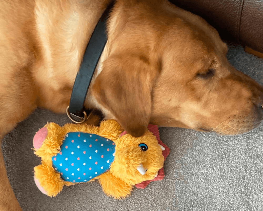 Retired police dog Hector sleeping with his toy