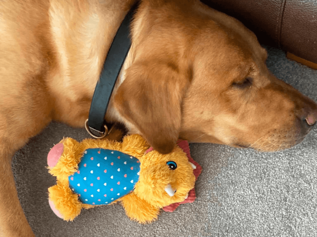 Retired police dog Hector sleeping with his toy