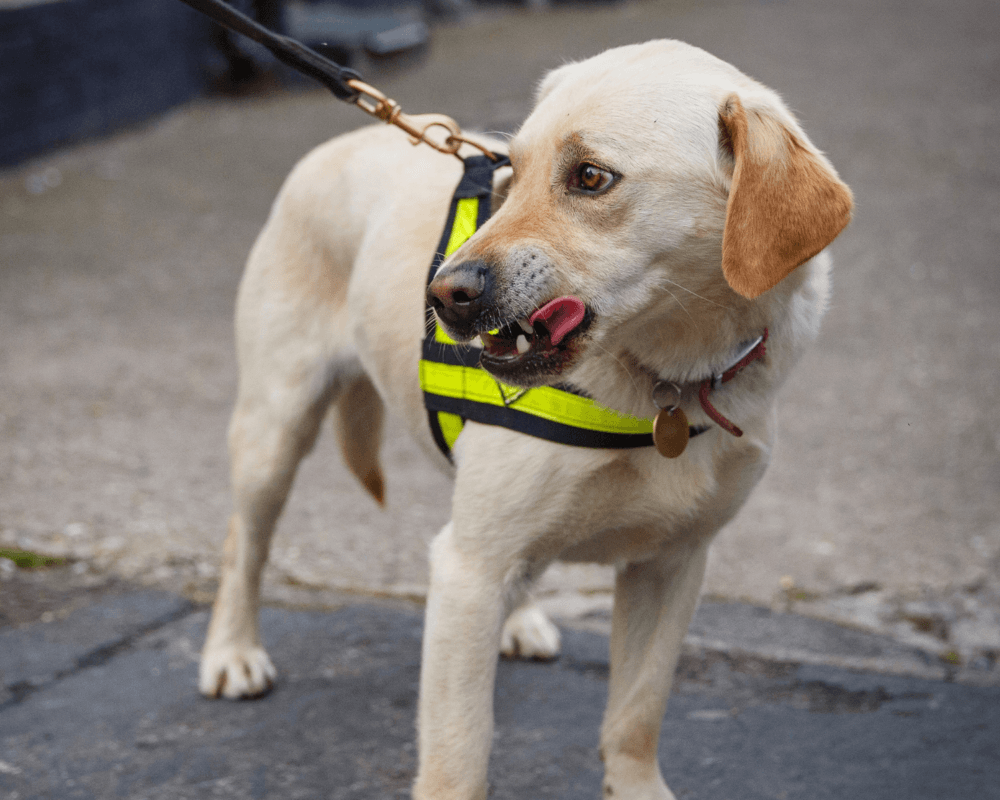 Retired police dog Toby licks his lips