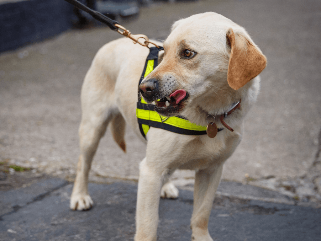 Retired police dog Toby licks his lips