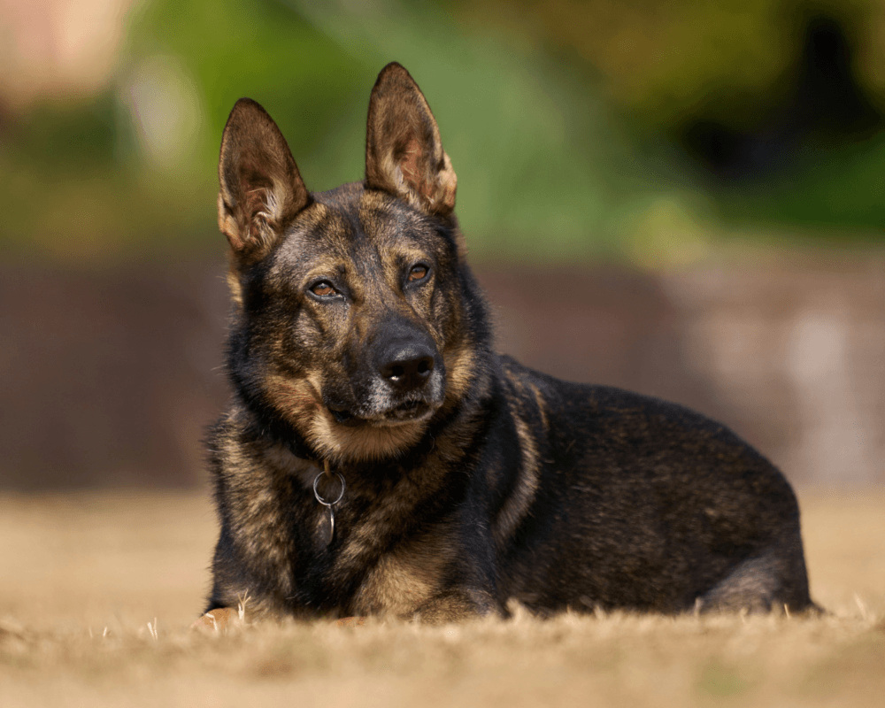 Police dog Boss