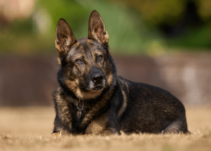 Police dog Boss