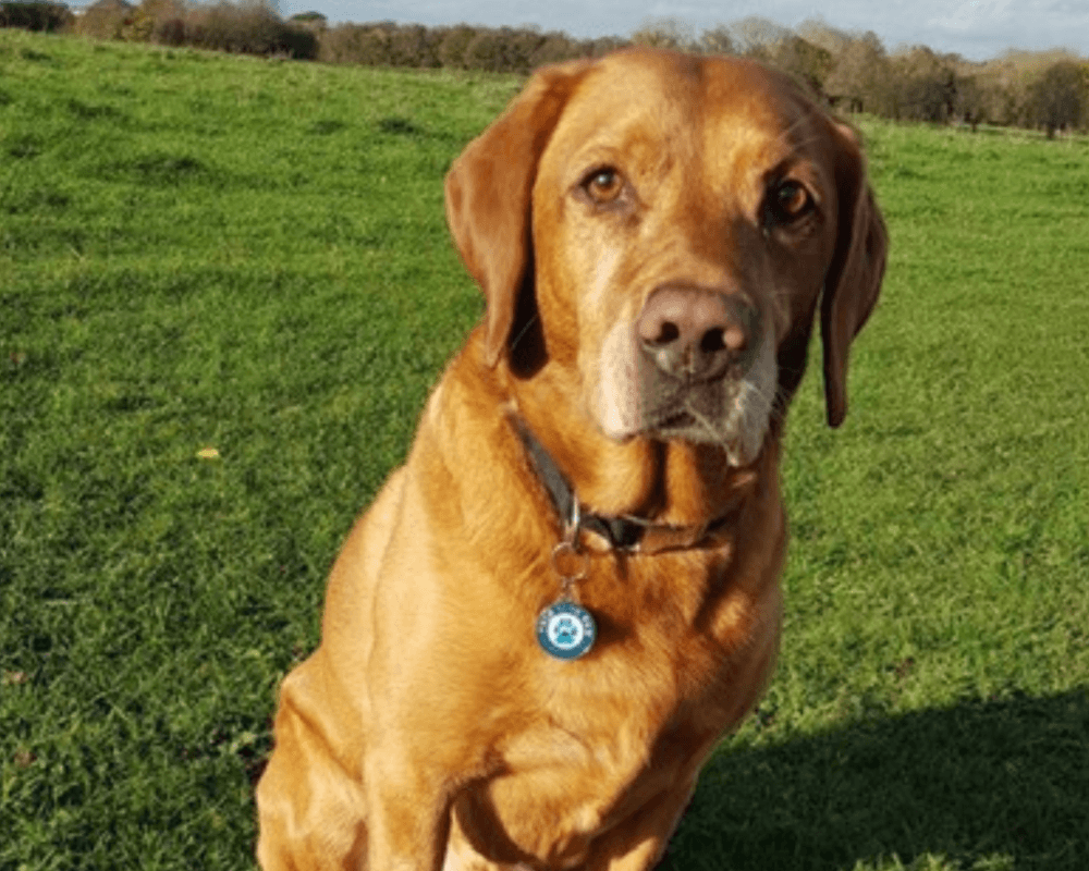Retired police dog Oscar