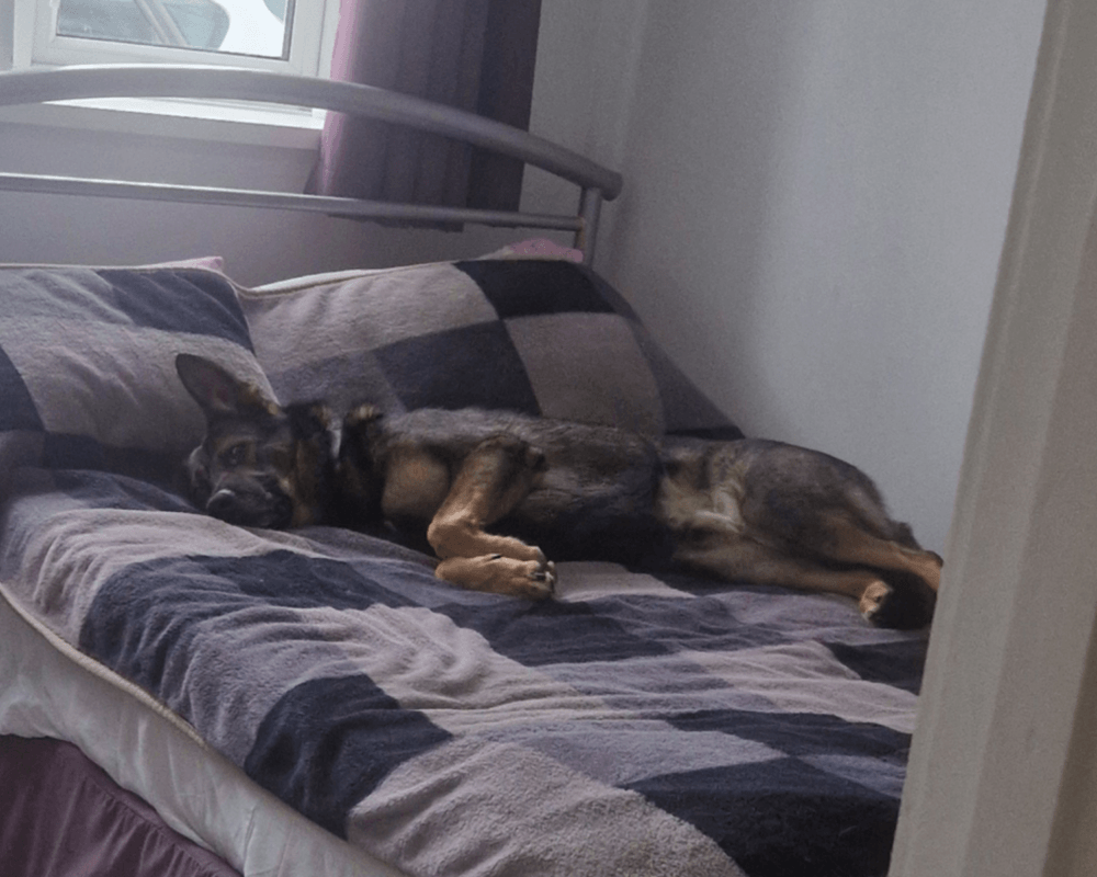 Retired police dog Boss relaxing on a bed