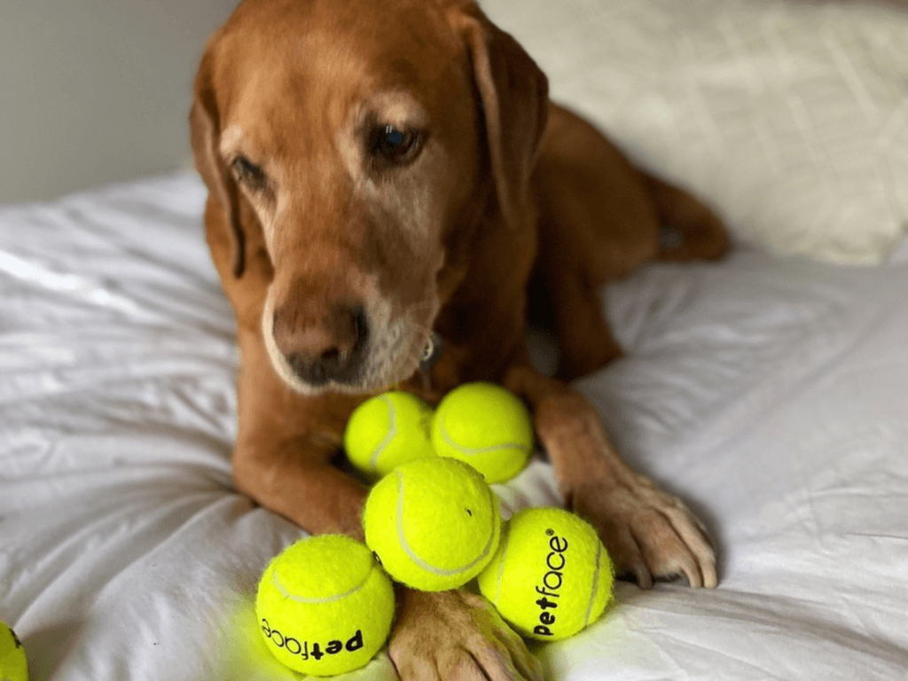 Retired police dog Oscar with his tennis balls