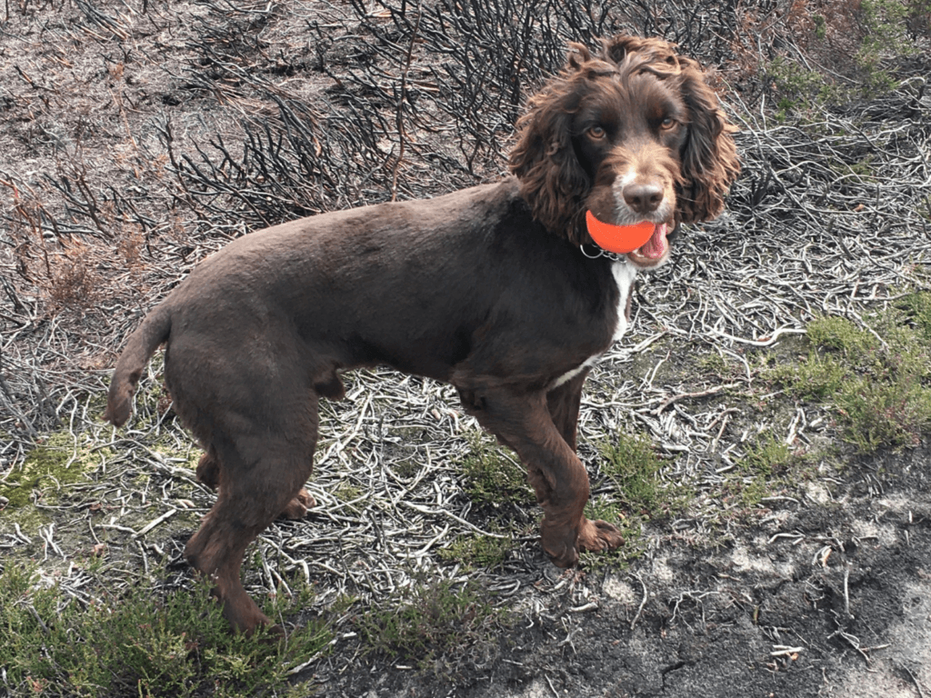 Retired police dog Barney ready to play