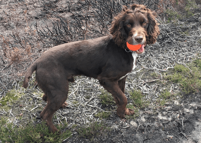 Retired police dog Barney ready to play