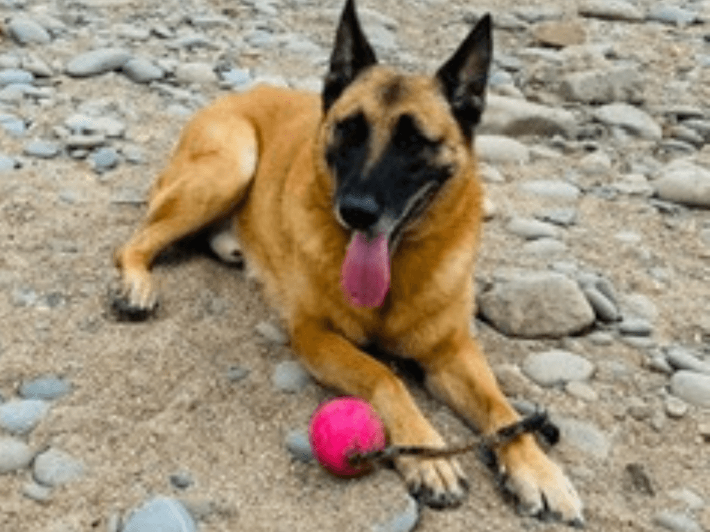Retired police dog Miky with his toy