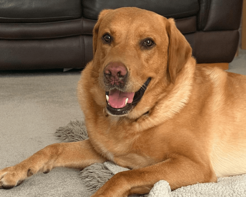 Retired police dog Hector