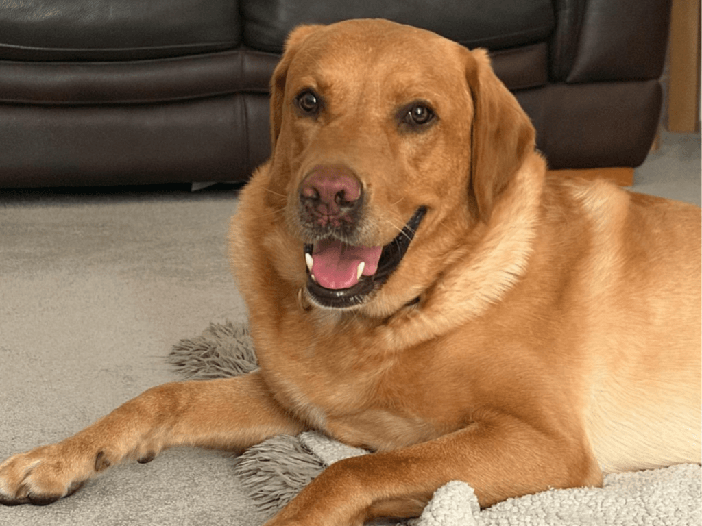 Retired police dog Hector