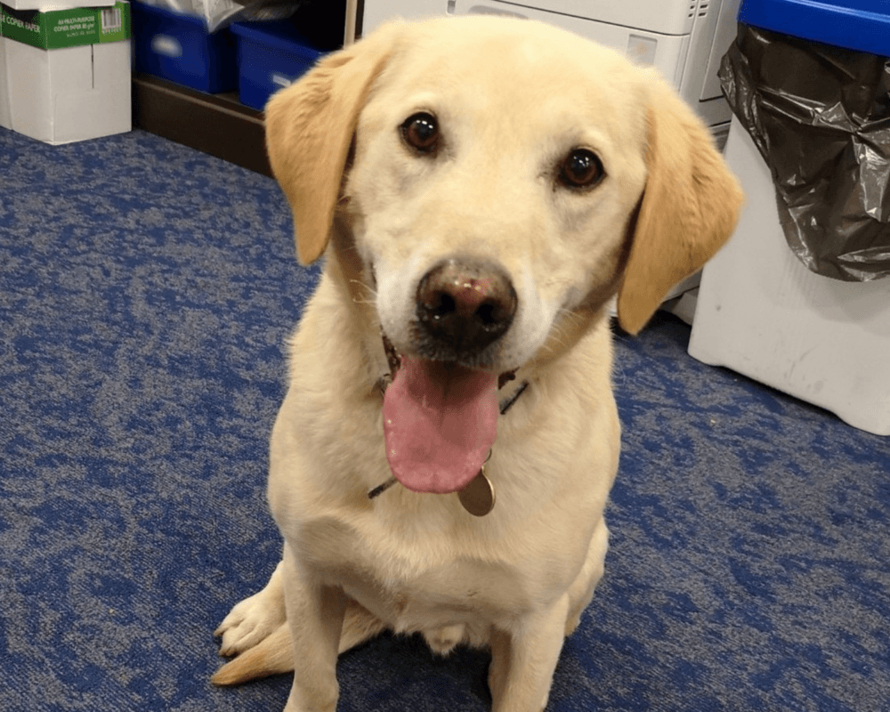 Retired police dog Toby