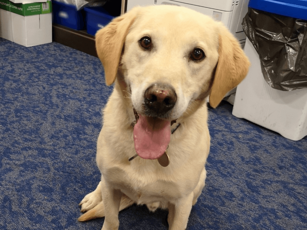 Retired police dog Toby