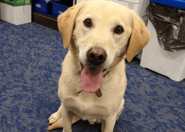 Retired police dog Toby