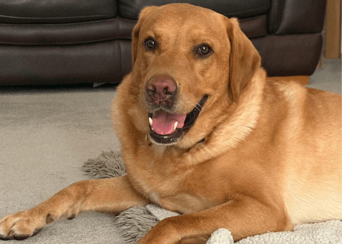 Retired police dog Hector