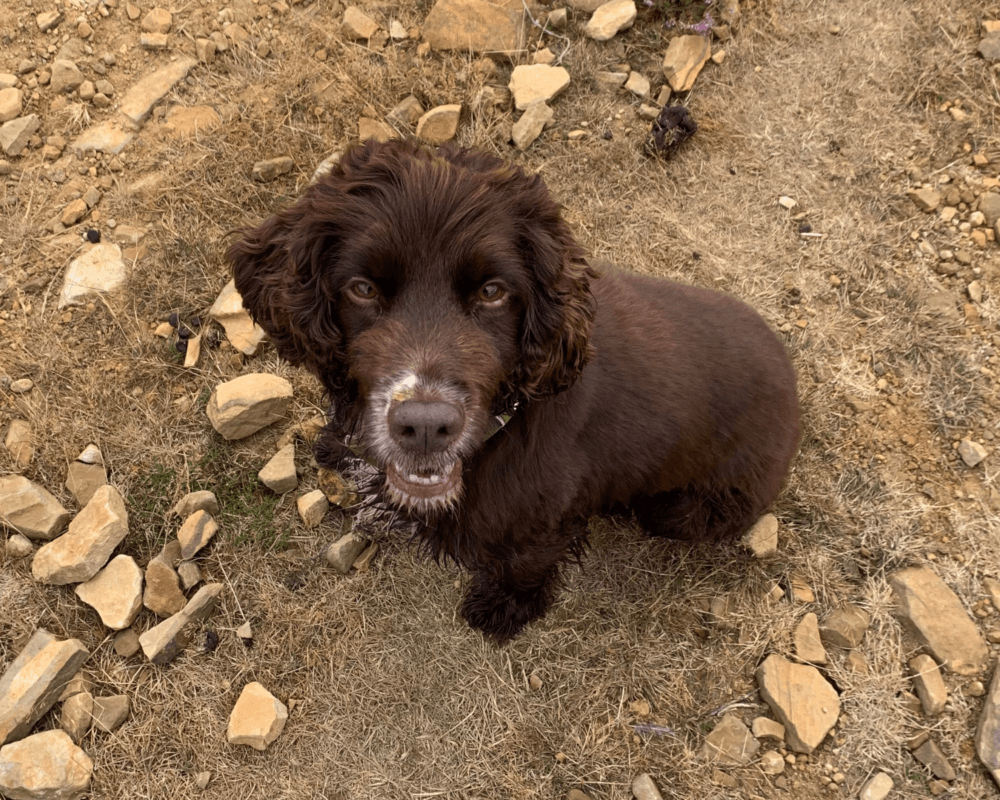Retired police dog Barney sits