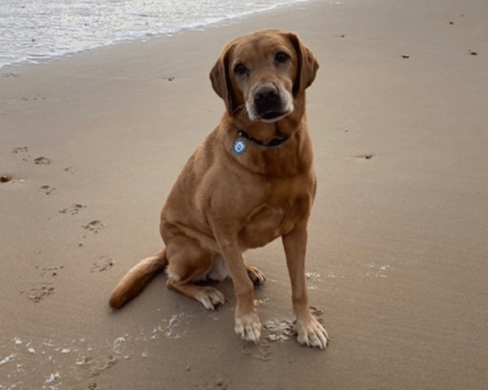 Retired police dog Oscar sits on the sand