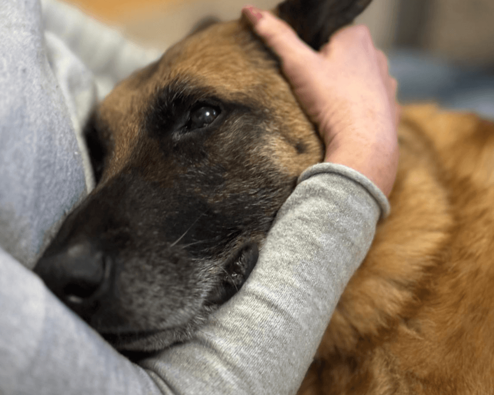 Retired police dog Miky has a cuddle