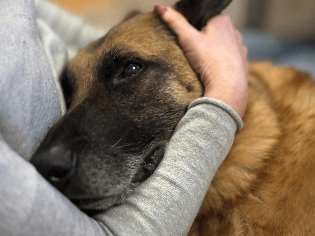 Retired police dog Miky has a cuddle