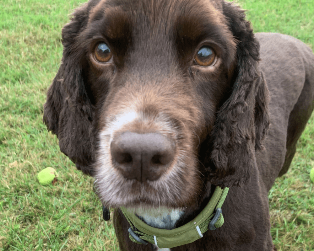 Retired police dog Barney