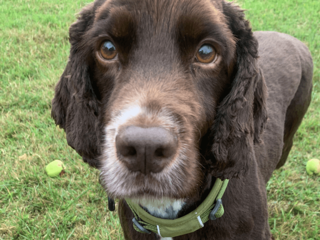 Retired police dog Barney