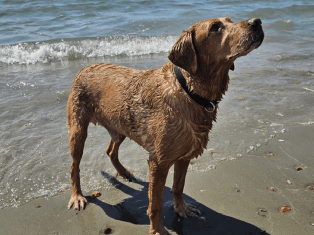 Retired police dog Oscar at the beach