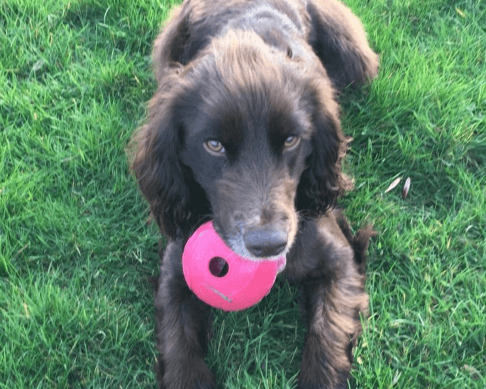 Retired police dog Barney with his toy