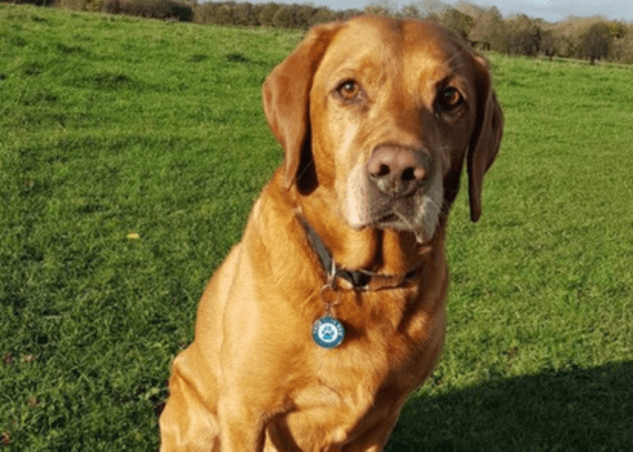 Retired police dog Oscar