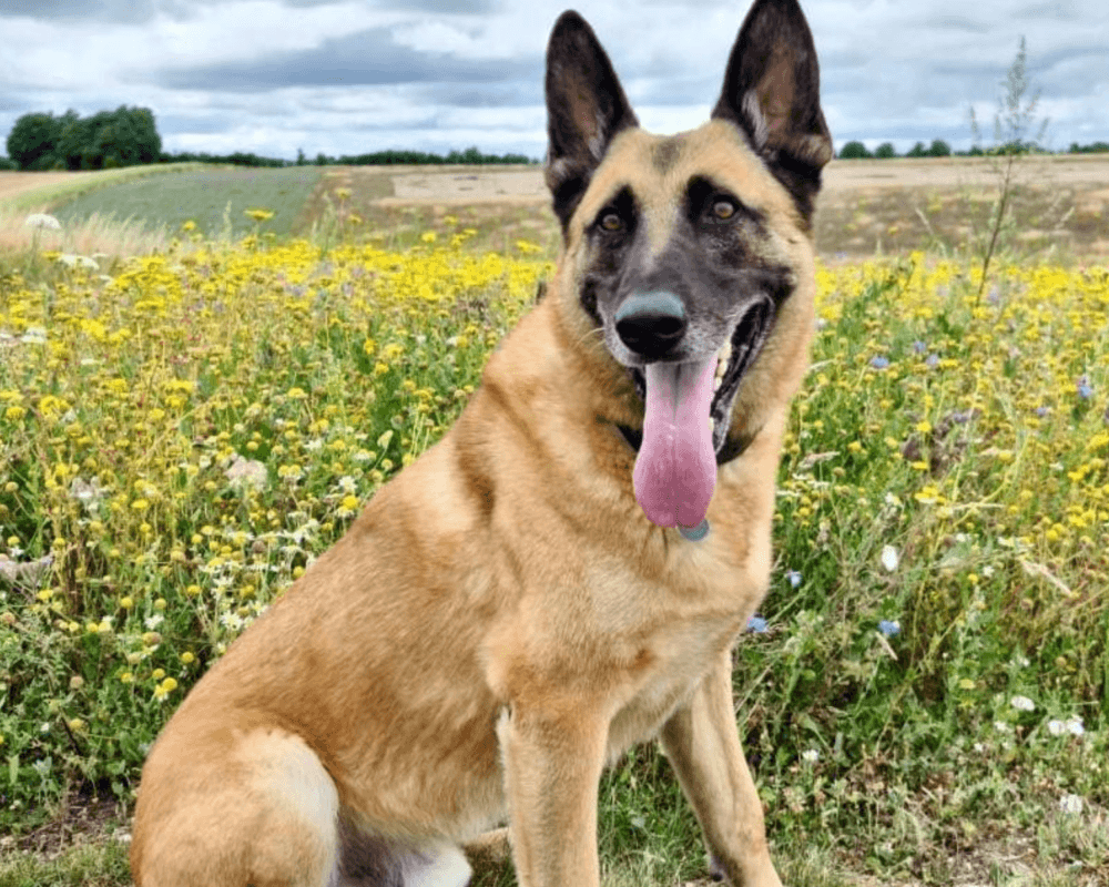 Retired police dog Miky