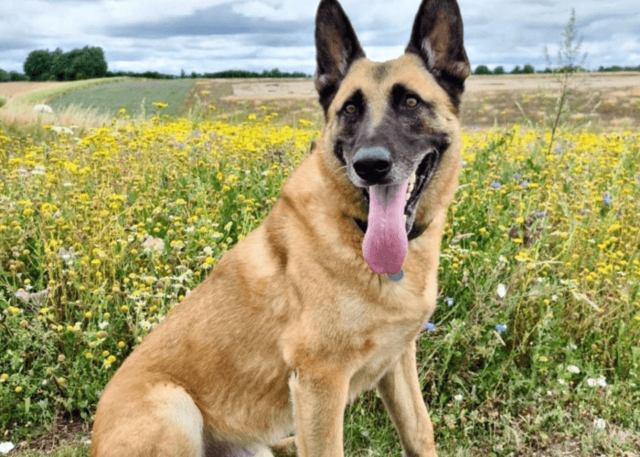Retired police dog Miky