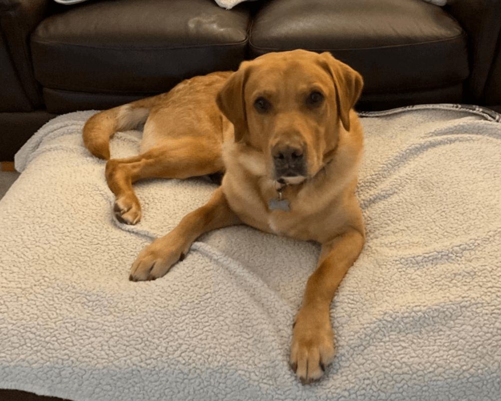 Retired police dog Hector relaxes on his bed