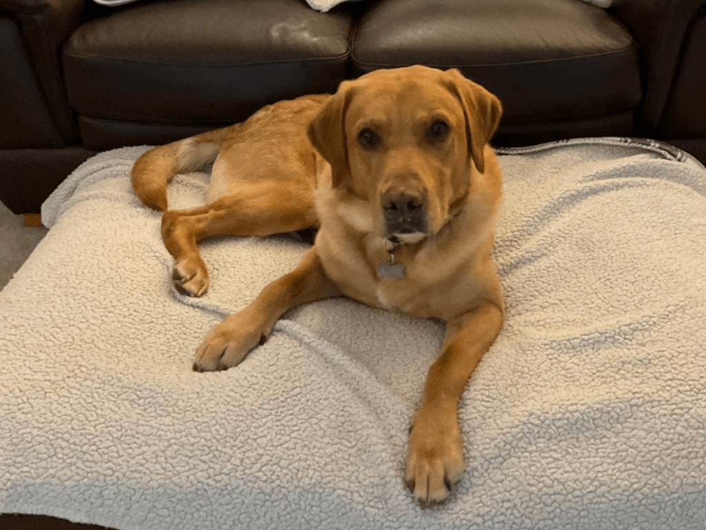 Retired police dog Hector relaxes on his bed