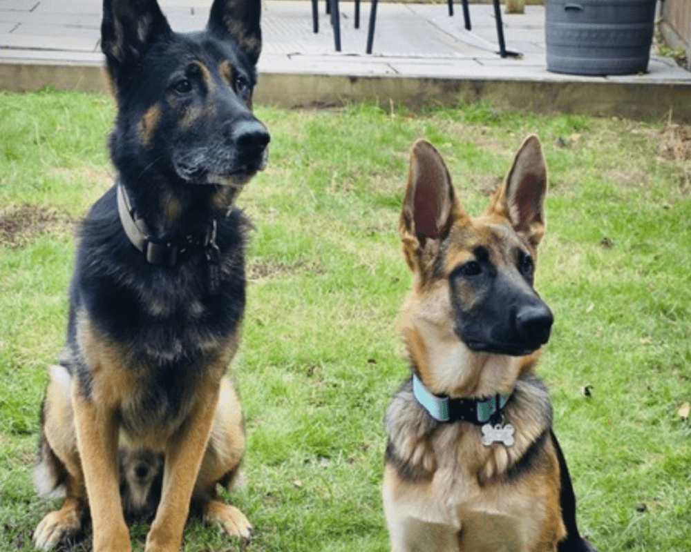 Retired police dog Ben with his best friend Sasha