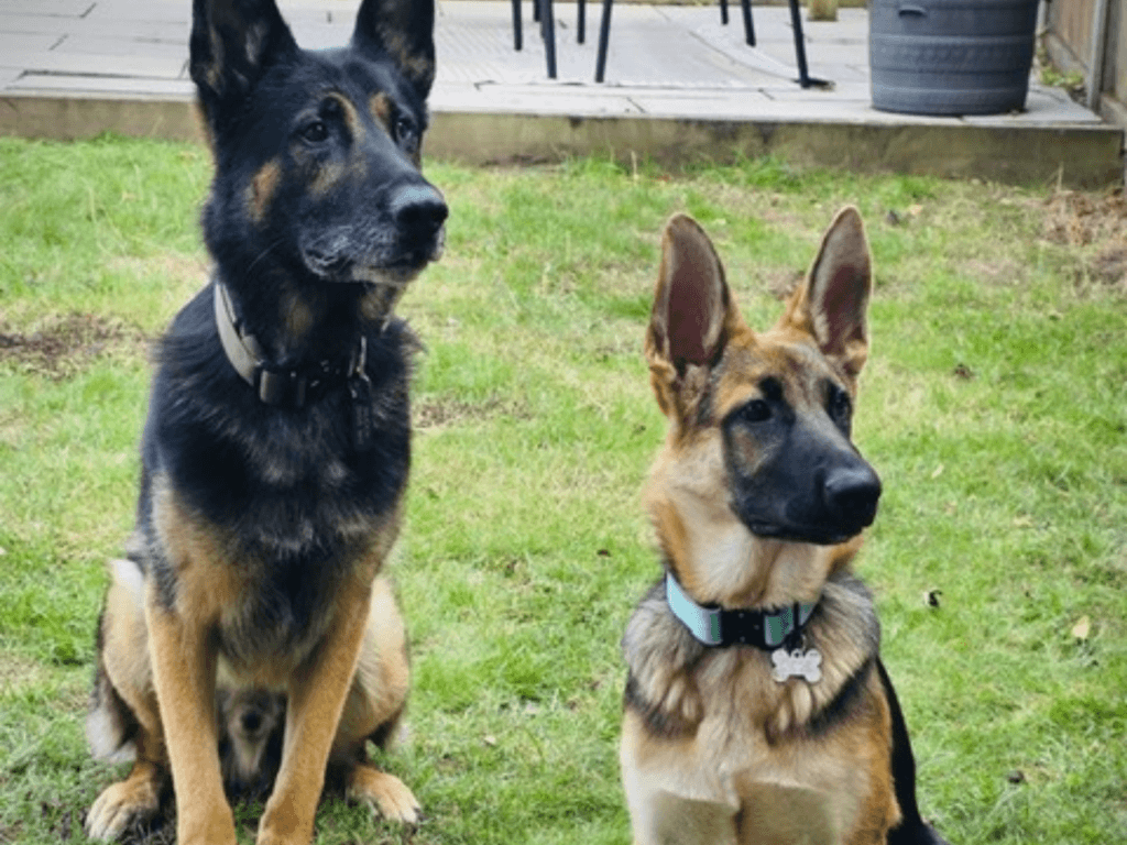 Retired police dog Ben with his best friend Sasha