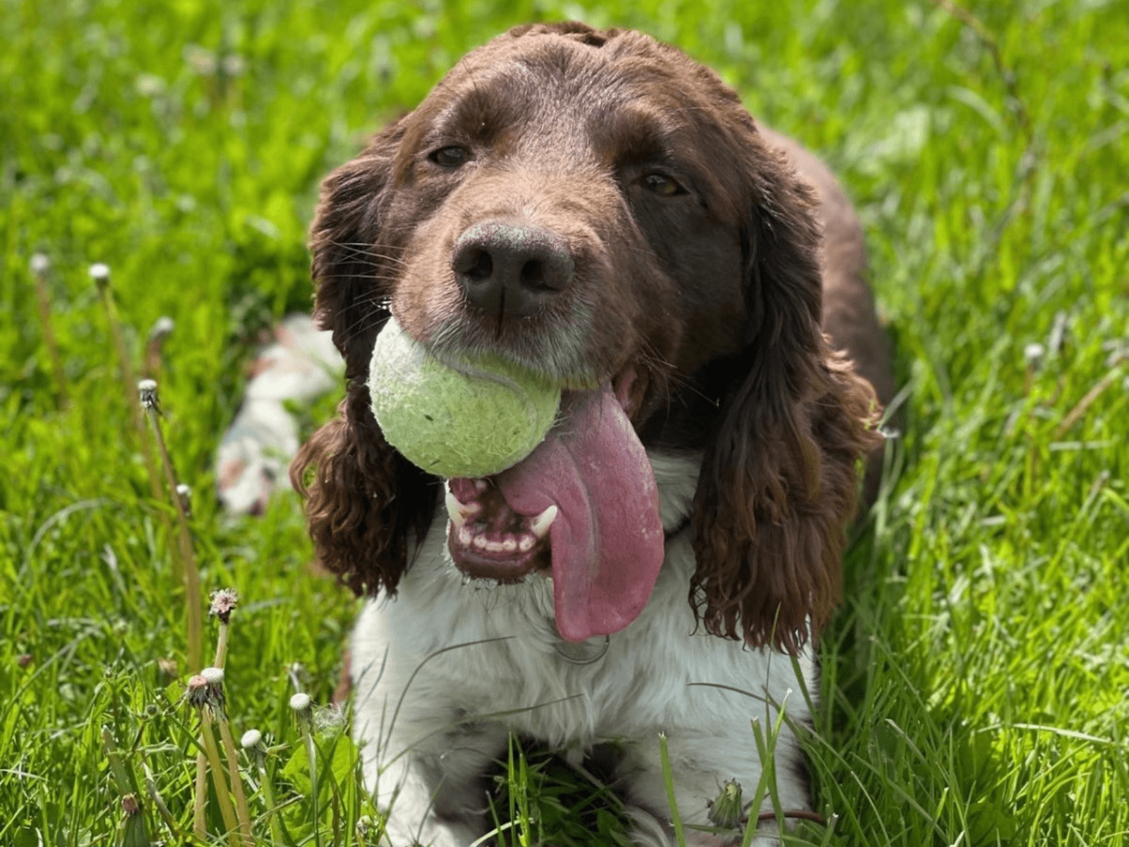 Retired police dog Bear