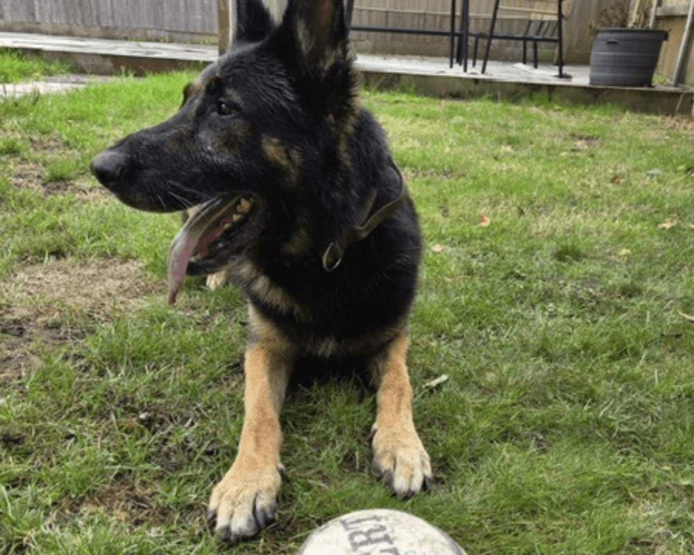 Retired police dog Ben