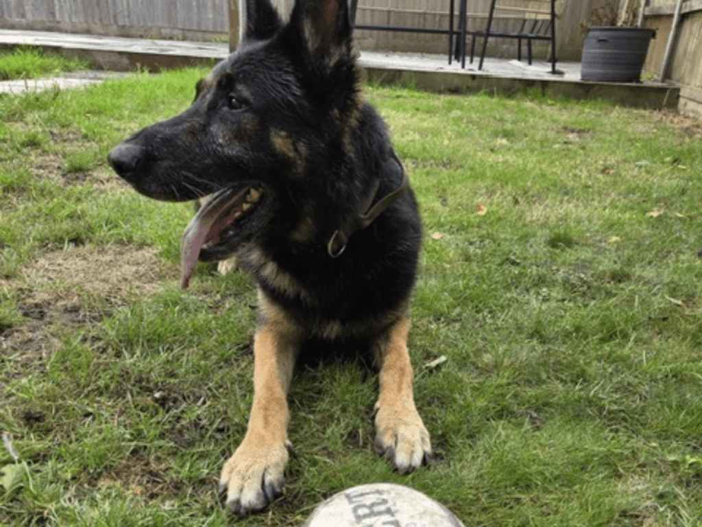 Retired police dog Ben