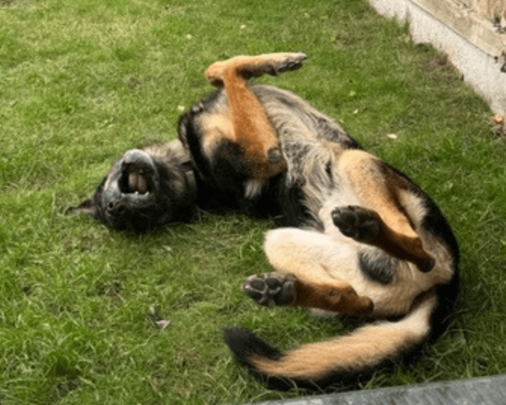 Retired police dog Ben rolls in the grass