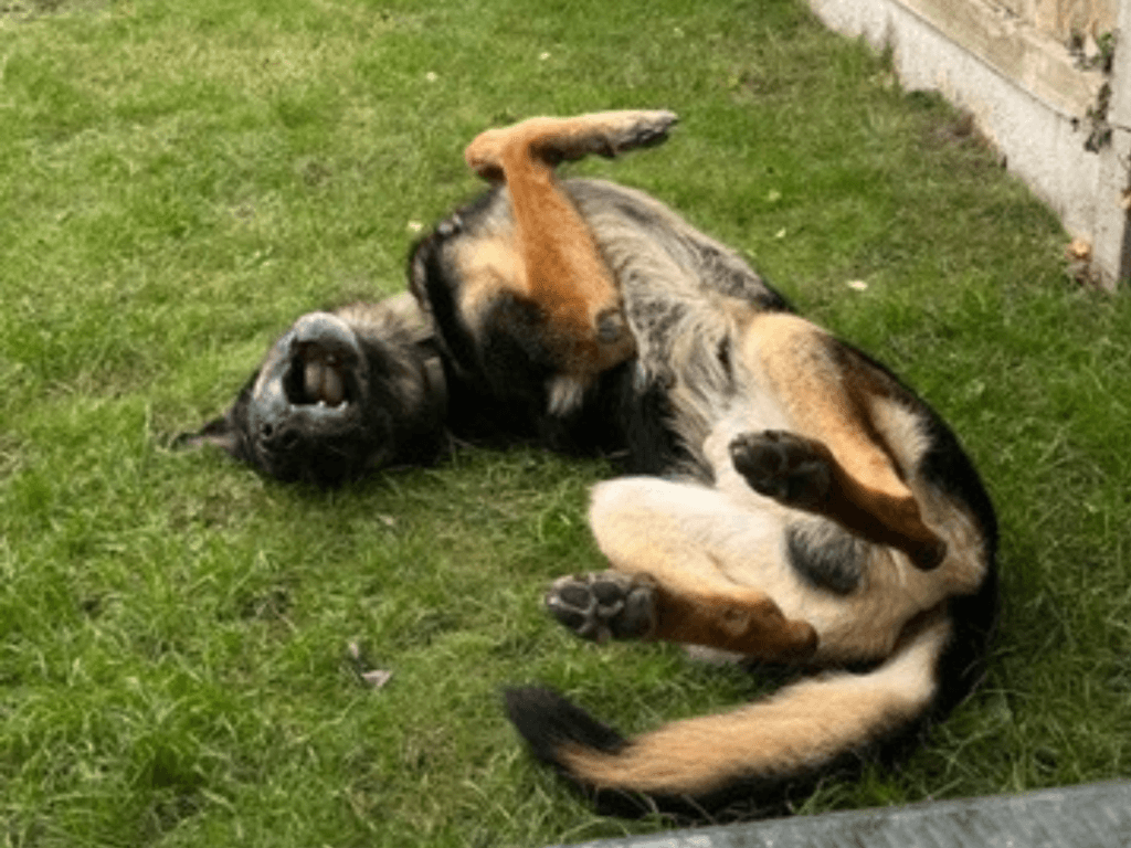 Retired police dog Ben rolls in the grass