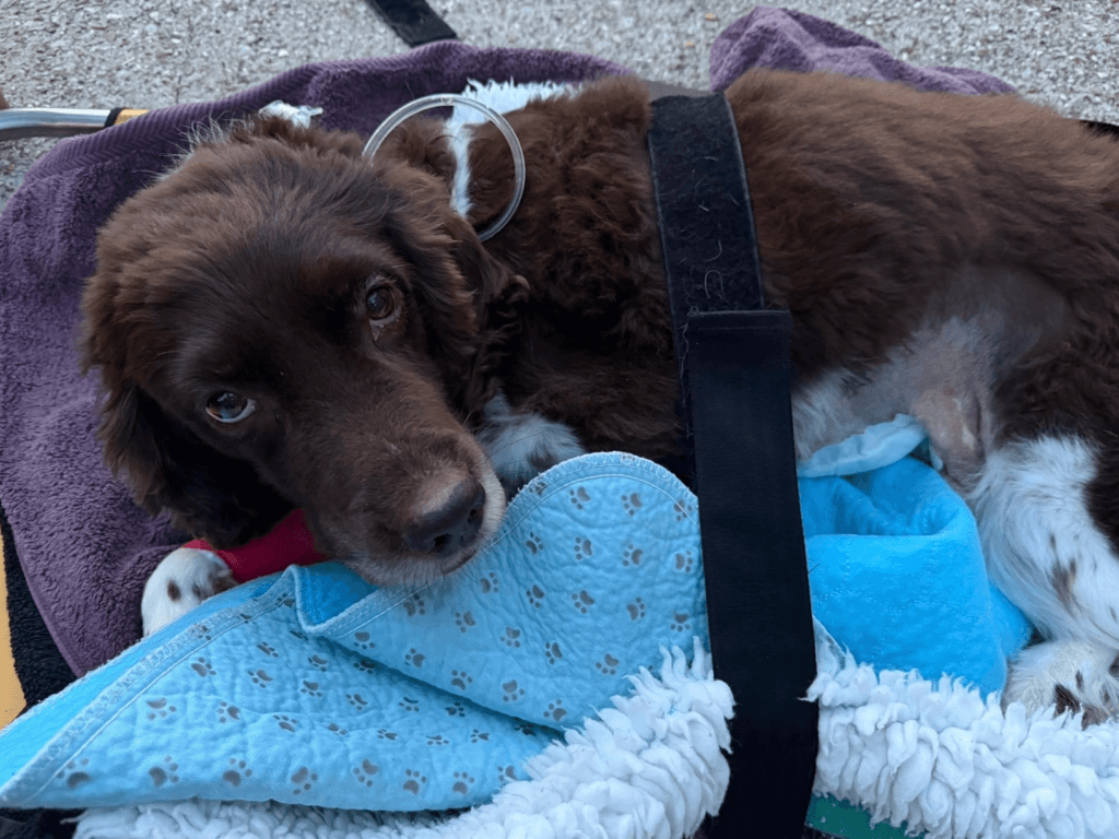 Retired police dog Bear at the vets