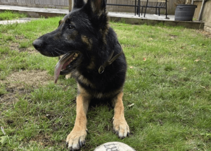 Retired police dog Ben